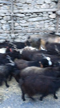 UNADJUSTEDNONRAW_thumb_3ad3