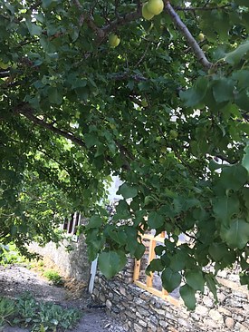 UNADJUSTEDNONRAW_thumb_3b3e