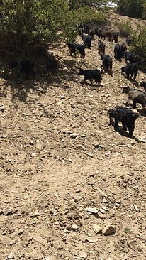 UNADJUSTEDNONRAW_thumb_3b9d